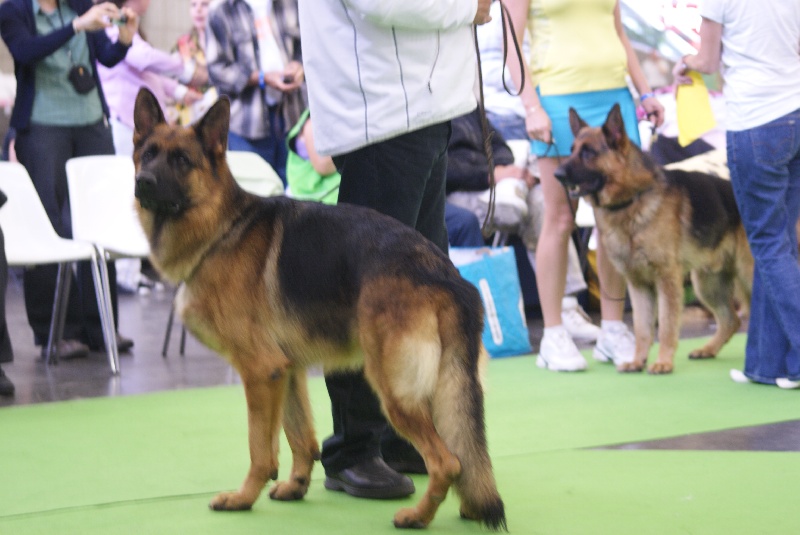 world dog show 2011