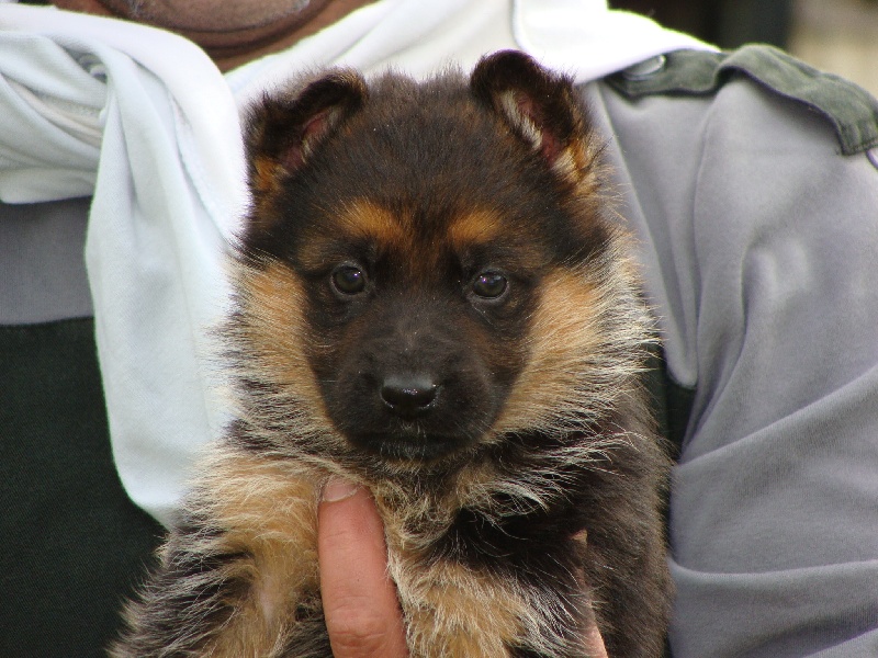 gadjee de l ode des loups