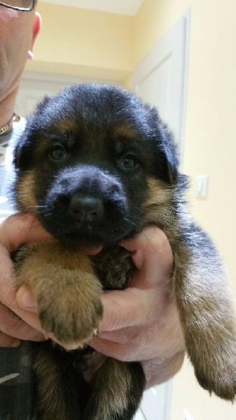 de la vallée d'Alyzée - Berger Allemand - Portée née le 29/12/2015